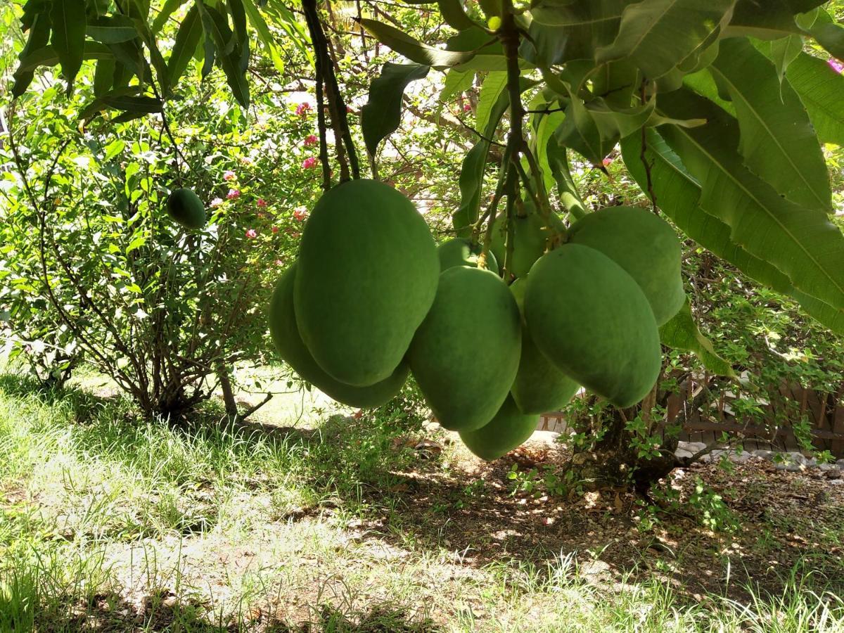 Les Gites Du Domaine De Petite-Anse Bouillante Exterior foto